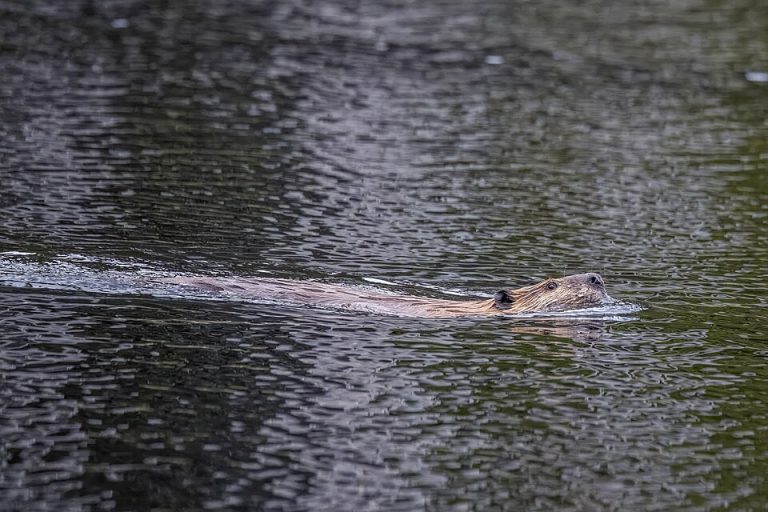 A North American beaver photographed in Whistler, British Columbia. Source metadata reports generative-AI editing; the extent of alteration is not established. Illustrative image, not unaltered documentary evidence.