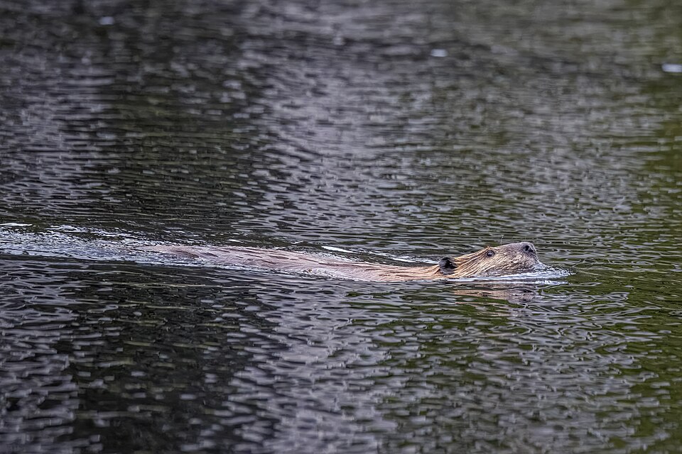 A North American beaver photographed in Whistler, British Columbia. Source metadata reports generative-AI editing; the extent of alteration is not established. Illustrative image, not unaltered documentary evidence.
