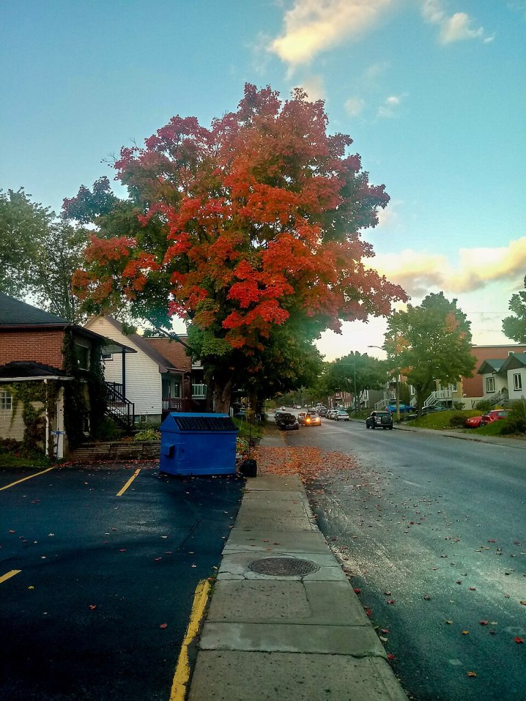A red maple tree beside a street in Québec City.