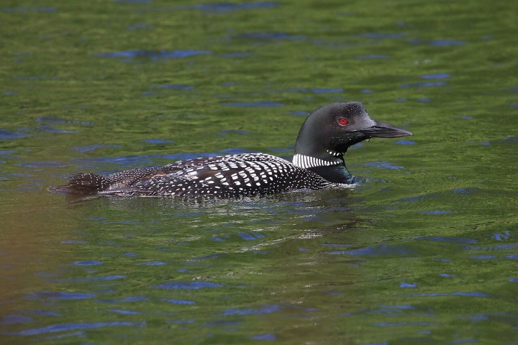 A common loon on a lake in eastern Ontario; the bird pictured on the coin, not a photograph of the coin.