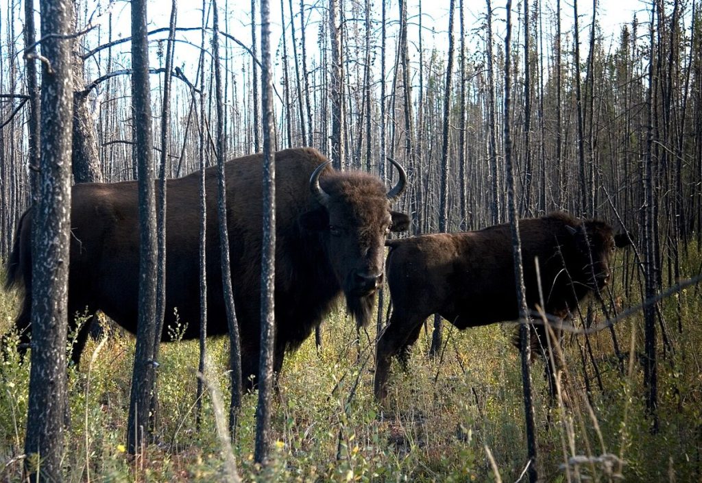 Un bison des bois dans le parc national Wood Buffalo, photographié en août 2007.