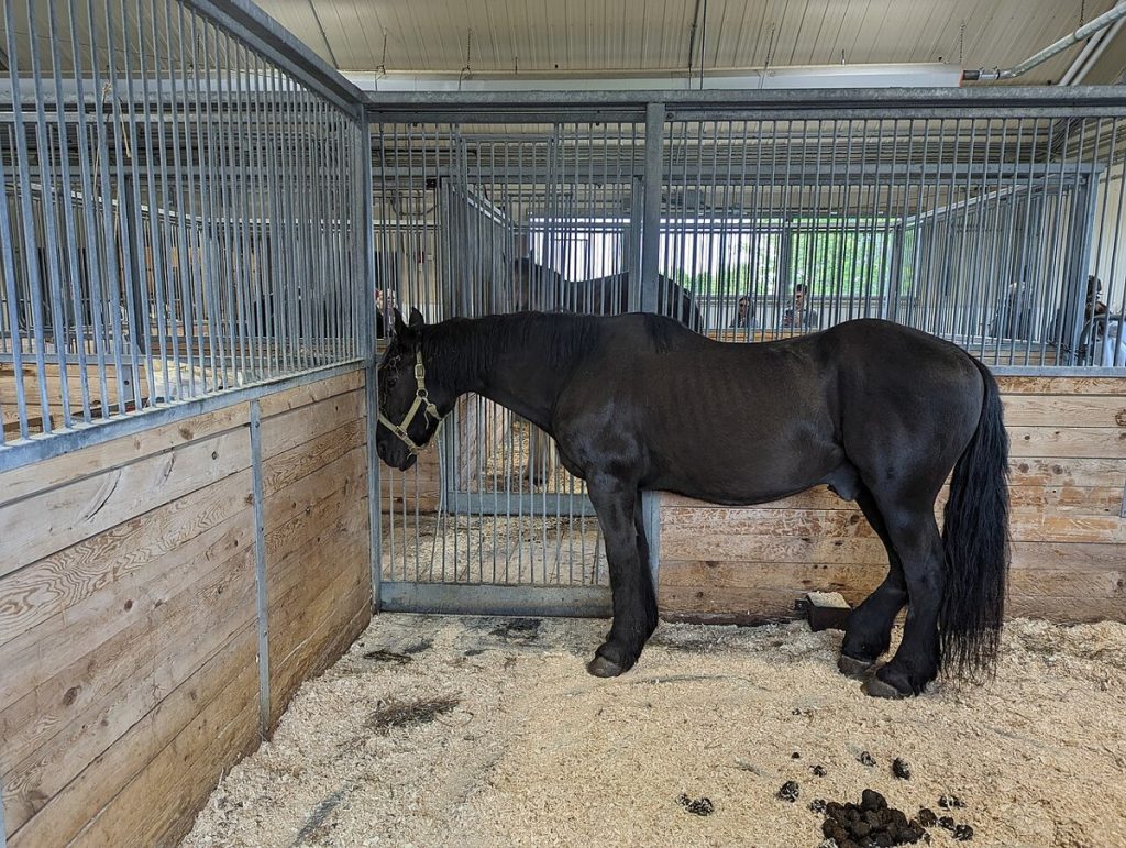 A Canadian horse at the Central Experimental Farm, Ottawa, in June 2023.
