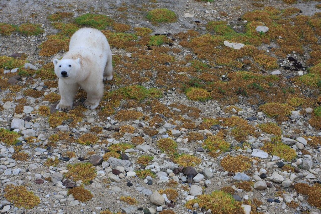 A polar bear near Churchill, Manitoba, in 2014; the animal on the coin’s reverse, not a photograph of the coin.