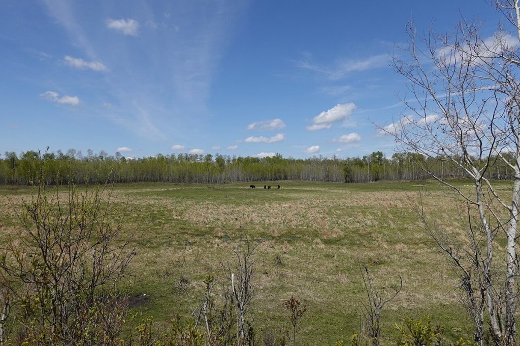 A grassland landscape in Elk Island National Park.