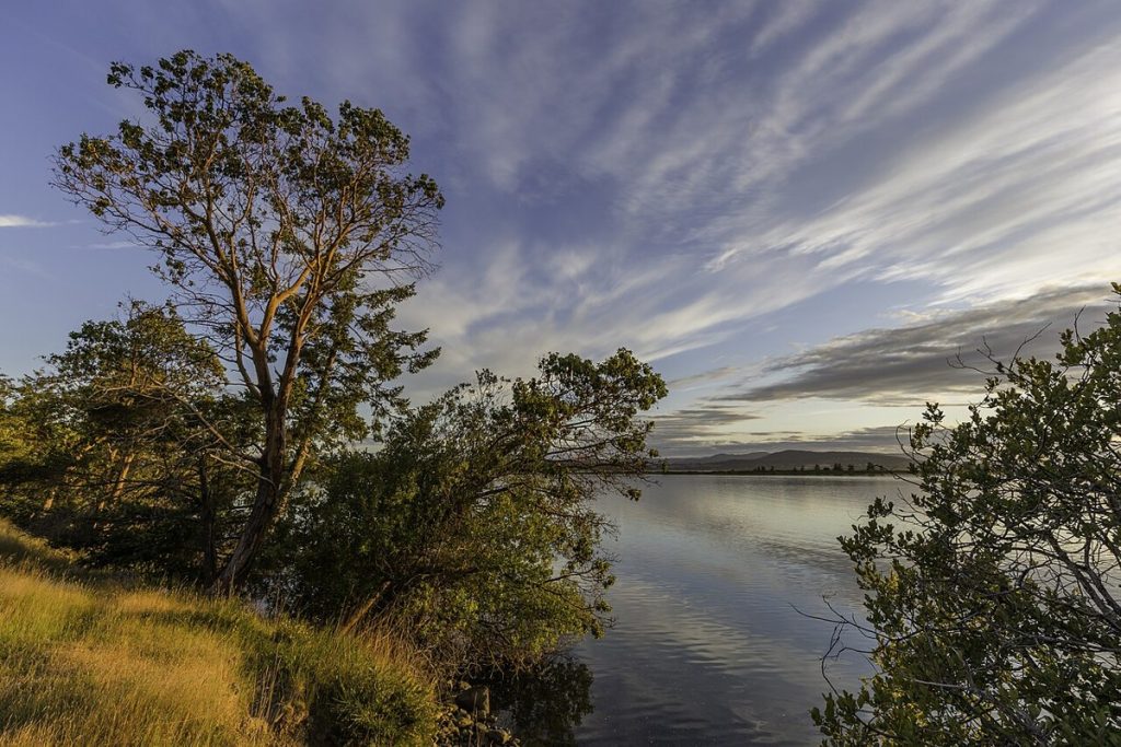 Trees at sunset on Sidney Island, Gulf Islands National Park Reserve.