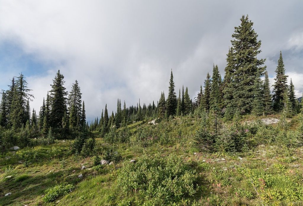 A subalpine meadow in Mount Revelstoke National Park.