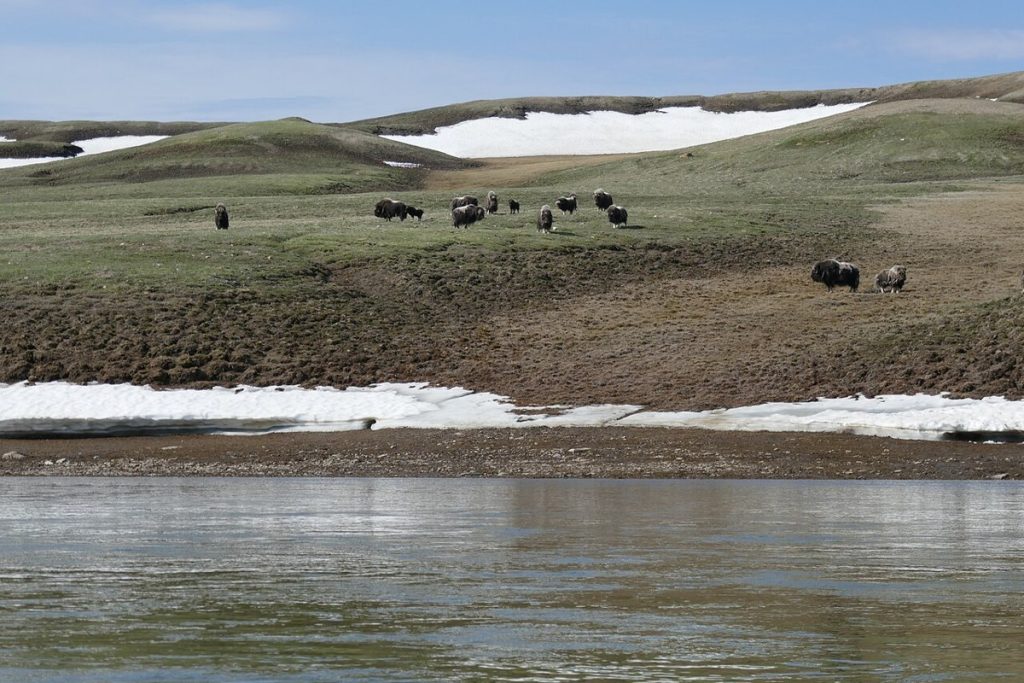 Muskoxen beside the Thomsen River, Aulavik National Park.