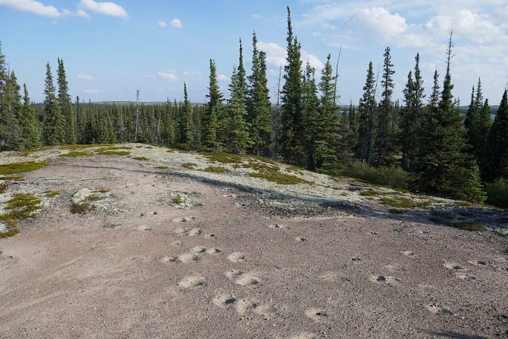 Muskox tracks on an esker, Thaıdene Nëné National Park Reserve.