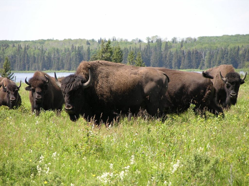 Bison herd at Lake Audy, Riding Mountain National Park.