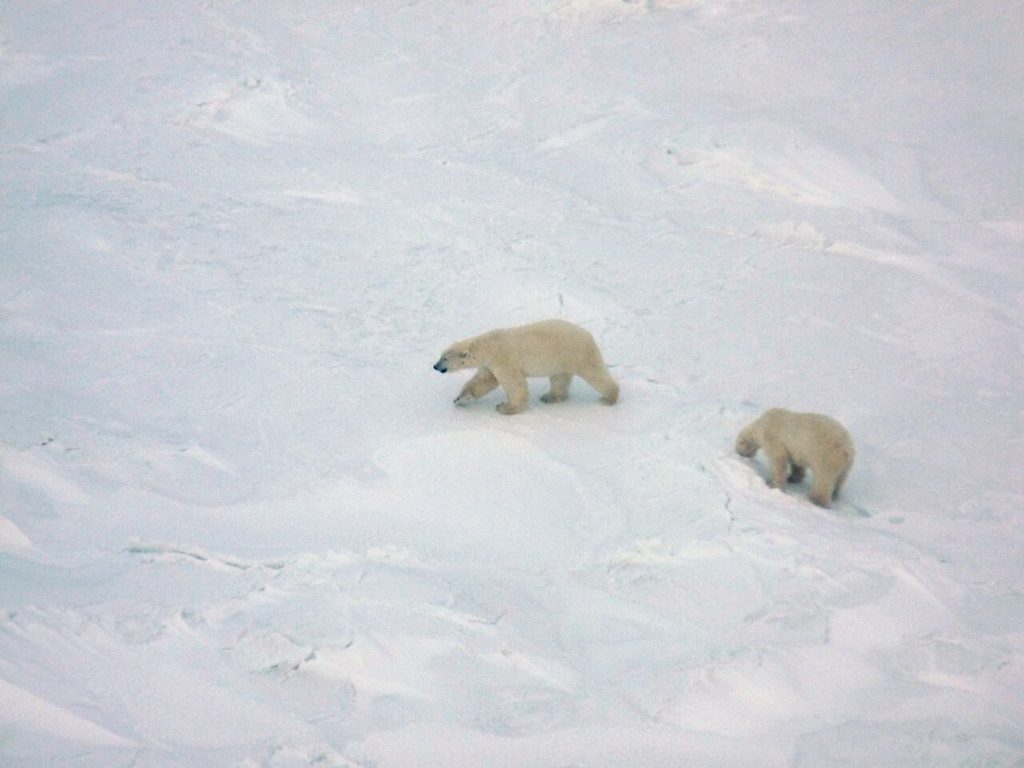 Polar bears in Wapusk National Park, seen from a helicopter.