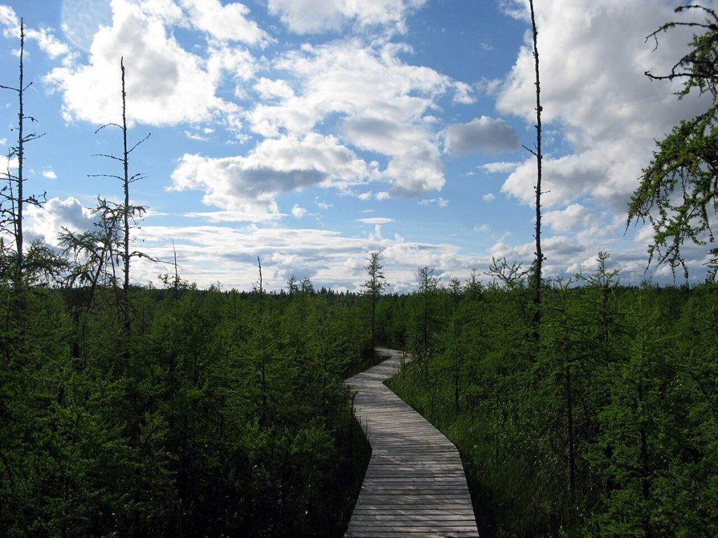 A wooden boardwalk through woodland in Prince Albert National Park.