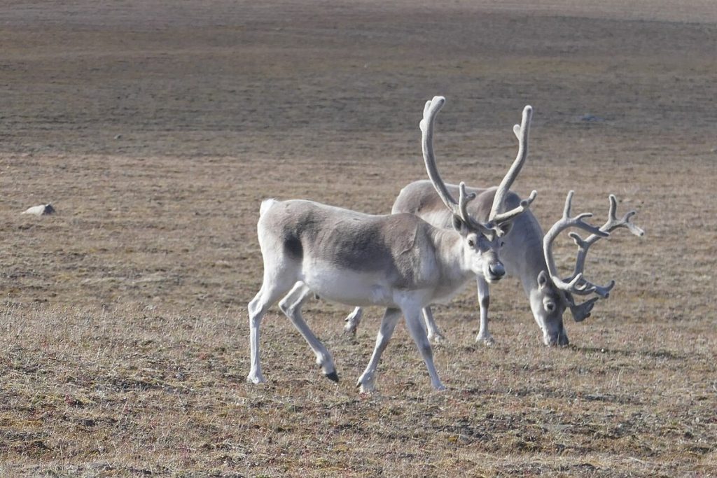 Peary caribou on Bathurst Island, Qausuittuq National Park.