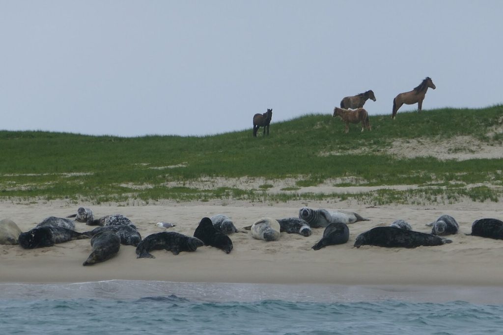 Chevaux sauvages et phoques gris sur la plage, île de Sable.