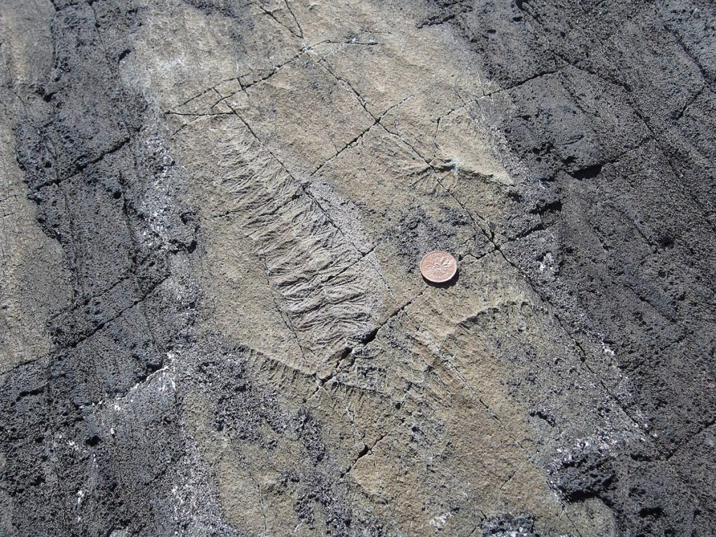 Ediacaran fossils at Mistaken Point, Newfoundland, photographed in 2009.