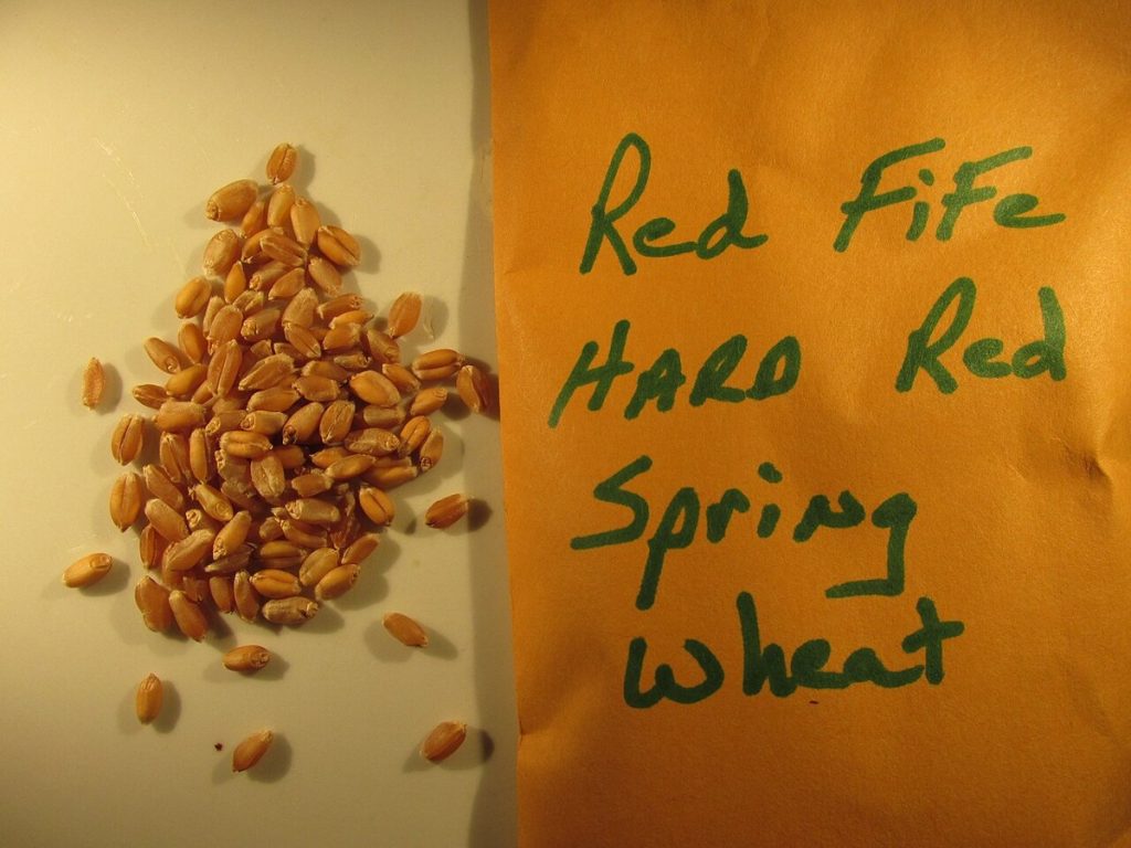 Seeds of Red Fife hard red spring wheat.