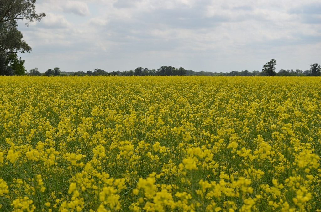 Un champ de canola au Manitoba.