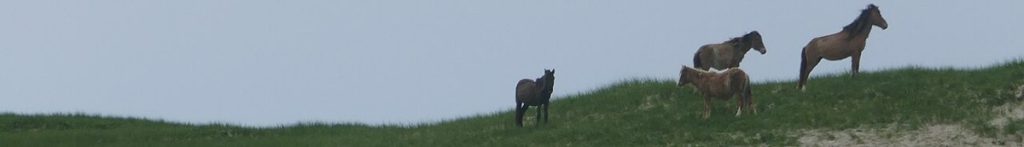 Wild horses on a Sable Island beach, photographed in 2016; the image does not show the historic rescue establishment.