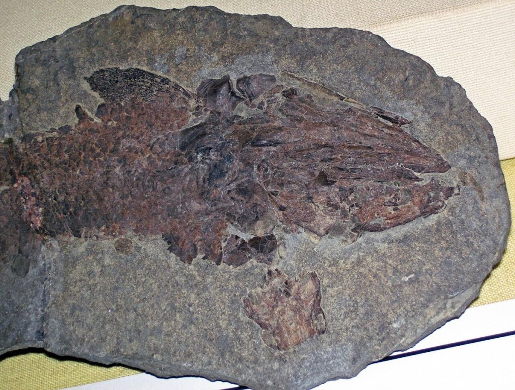 A fossil of the lobe-finned fish Eusthenopteron foordi from the Devonian of the Gaspé Peninsula, photographed in 2017.