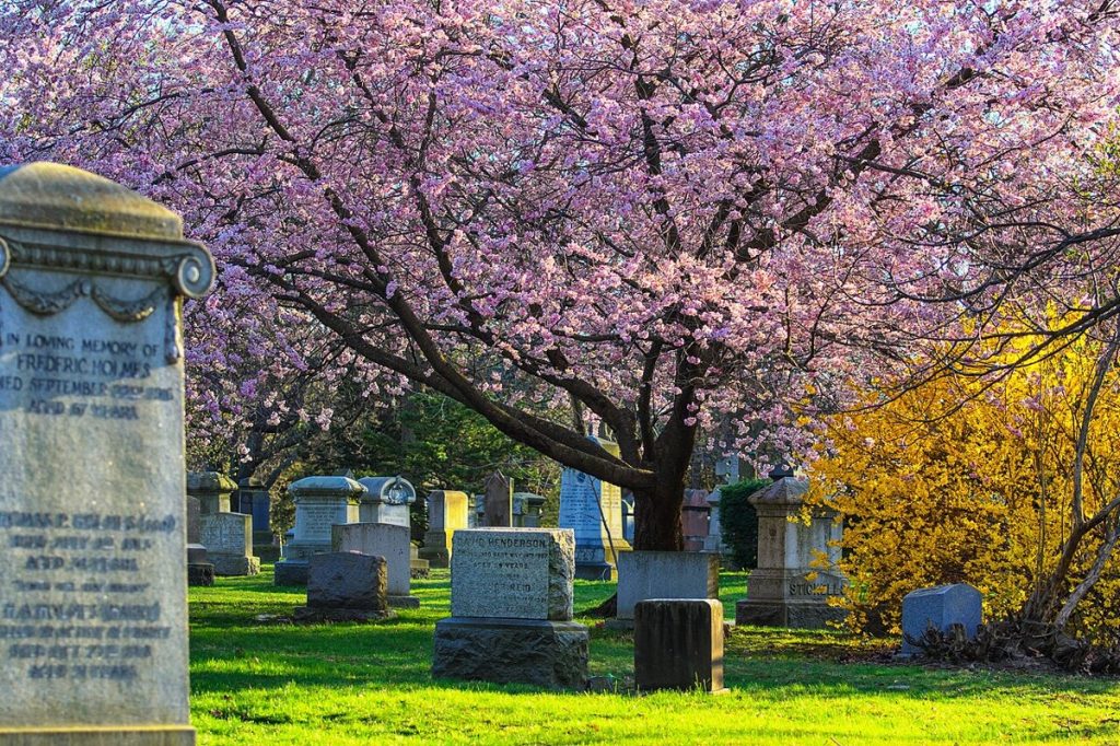 Cherry trees in blossom at Mount Pleasant Cemetery, Toronto, photographed in 2012.